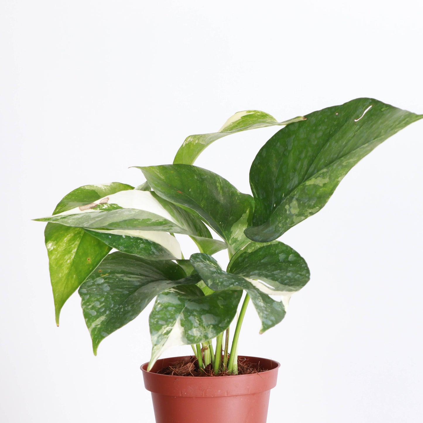 Epipremnum Albo Variegated - Live Plant: 6" Pot