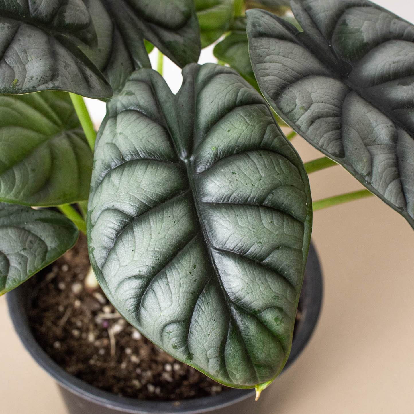 House Plant Wholesale - Alocasia 'Silver Dragon' - 4" Pot