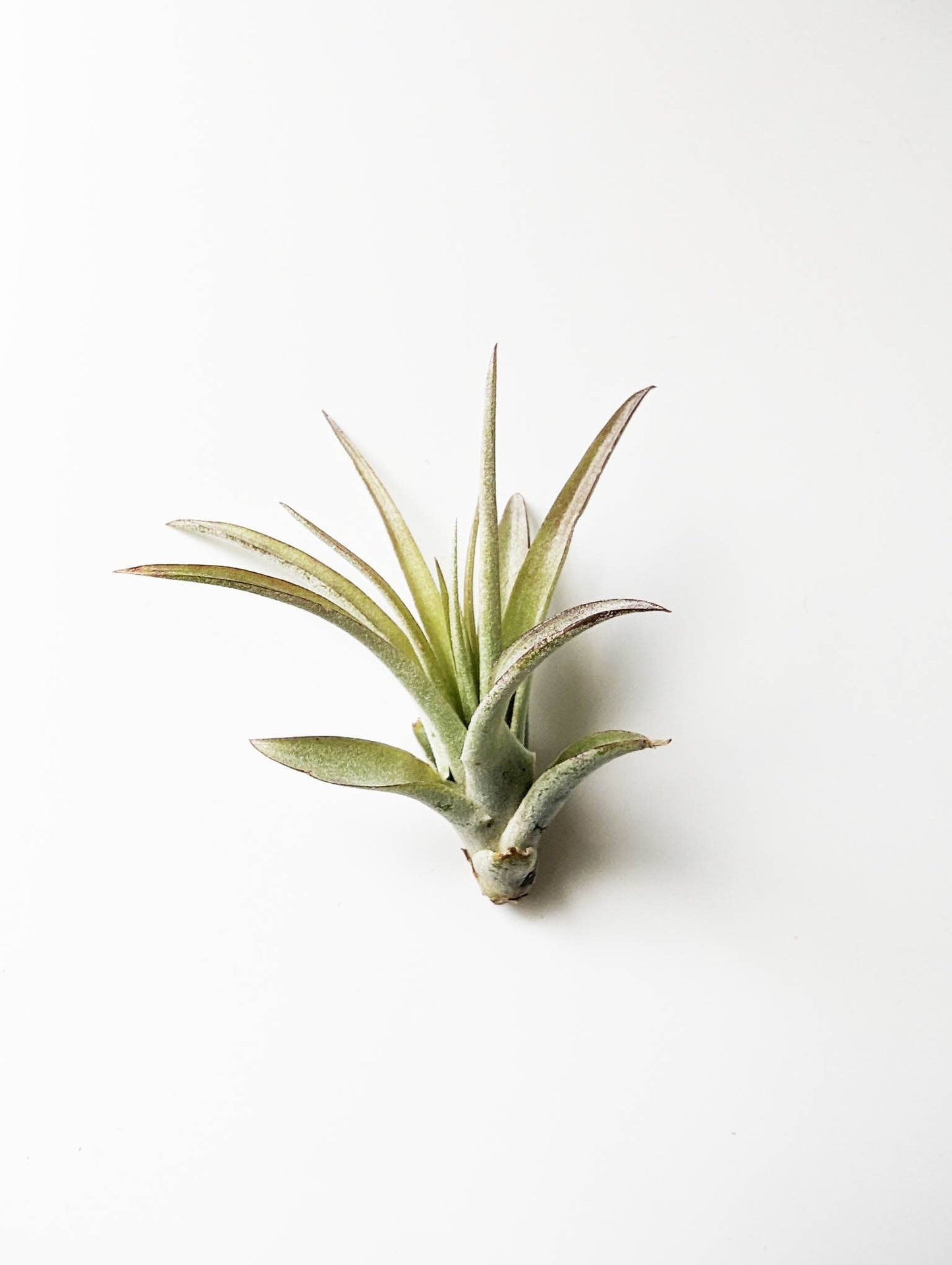 Savvie Studio - Tillandsia Brachycaulus Air Plant: Small (2")
