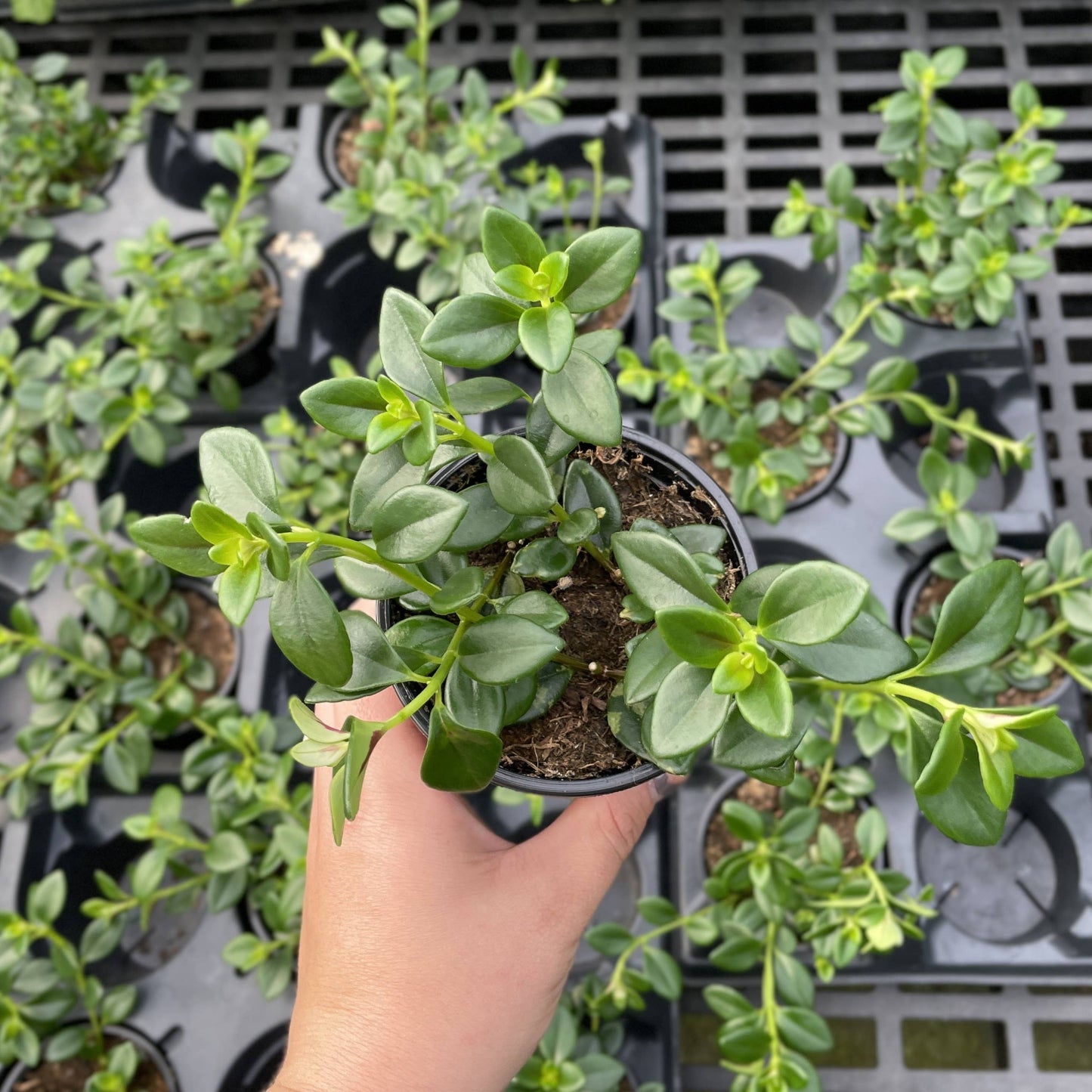 Goldfish Plant - Live Plant: 4" Pot