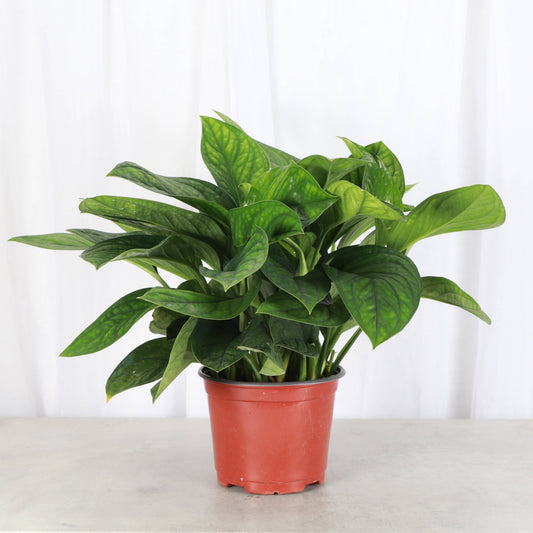 Monstera Pinnatipartita - 6" Live Plant