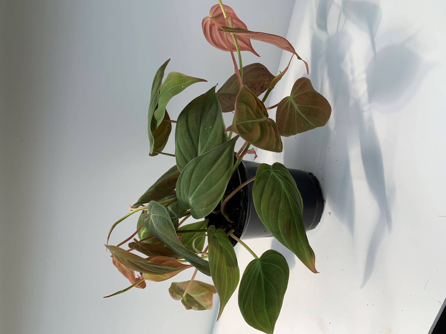 Greens N' Things LLC - Philodendron Mican: 4"