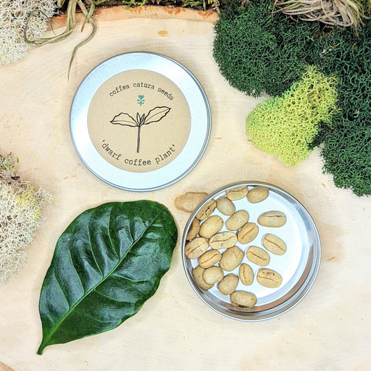 Plantflix - Coffea 'Coffee Plant' Seeds: Coffea Arabica 'Coffee Plant'