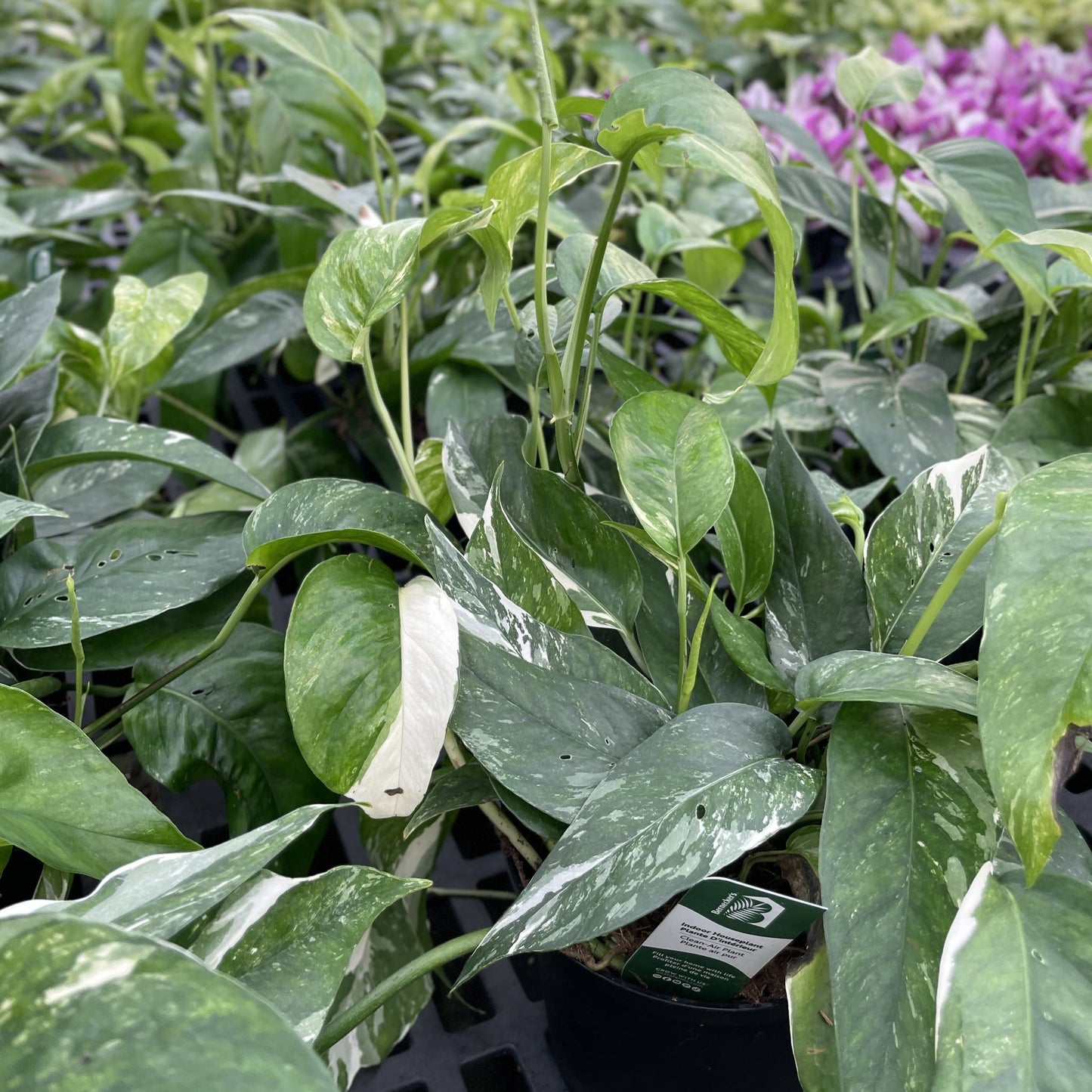 Epipremnum Albo Variegated - Live Plant: 6" Pot