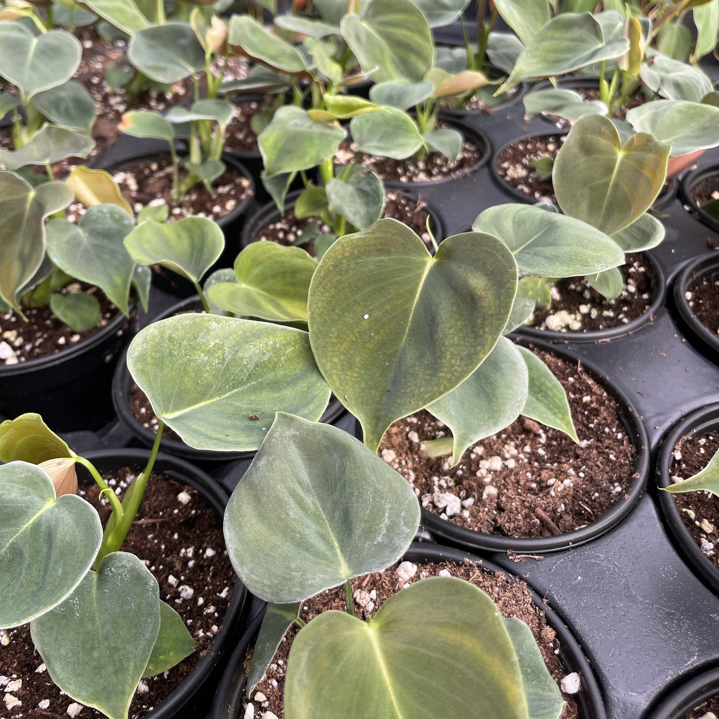 Philodendron Lupinum - 4" Live Plant - Rare