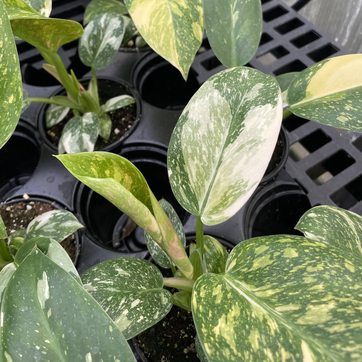 Philodendron Green Congo Nuclear Variegated - 4" Live Plant