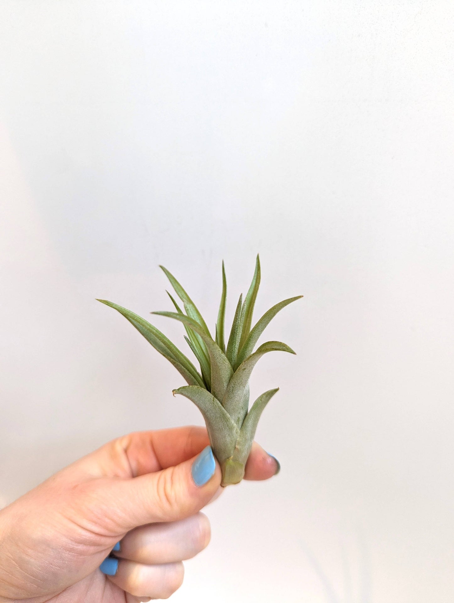Savvie Studio - Tillandsia Brachycaulus Air Plant: Small (2")