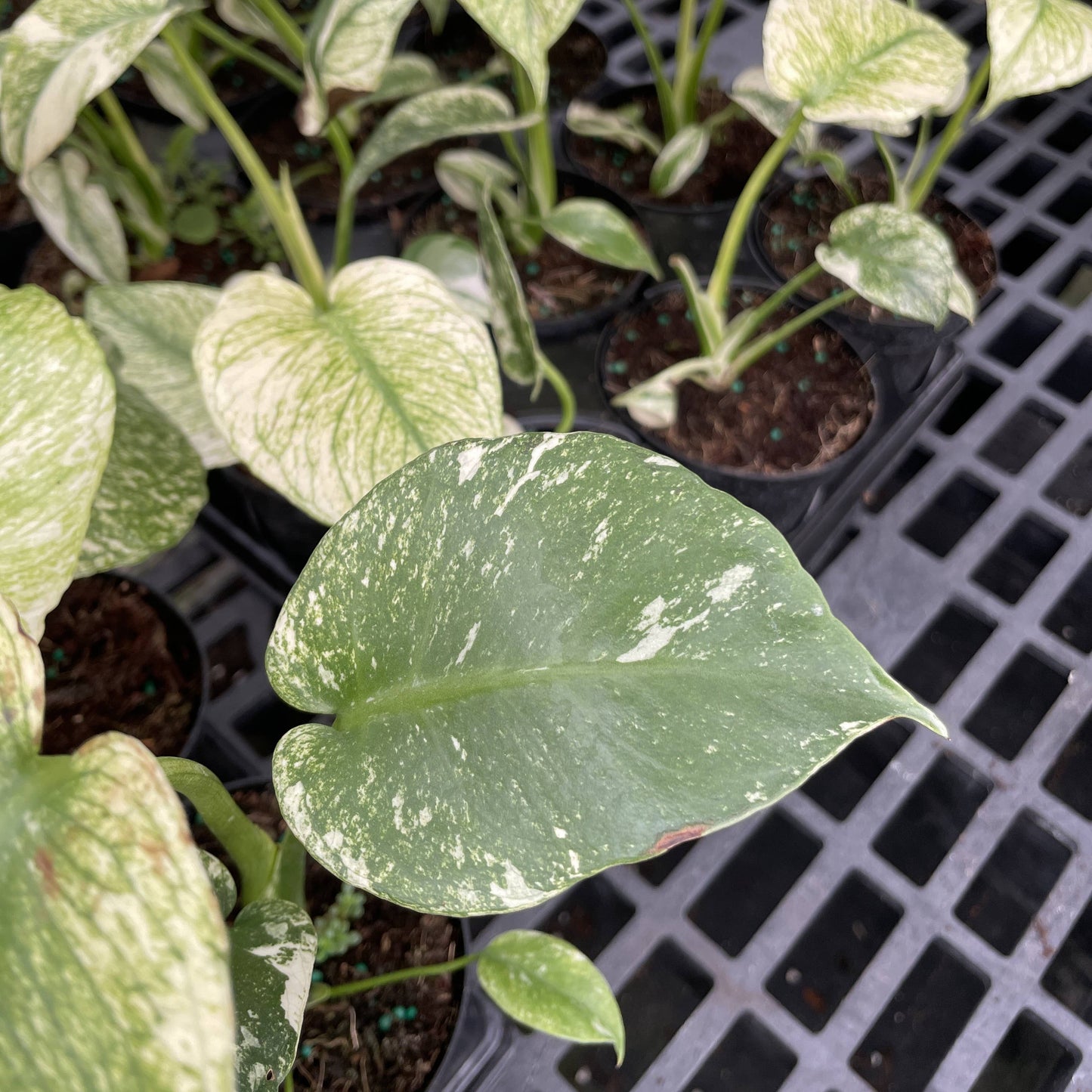 Mint Variegated Monstera - 4" Live Plant - RARE