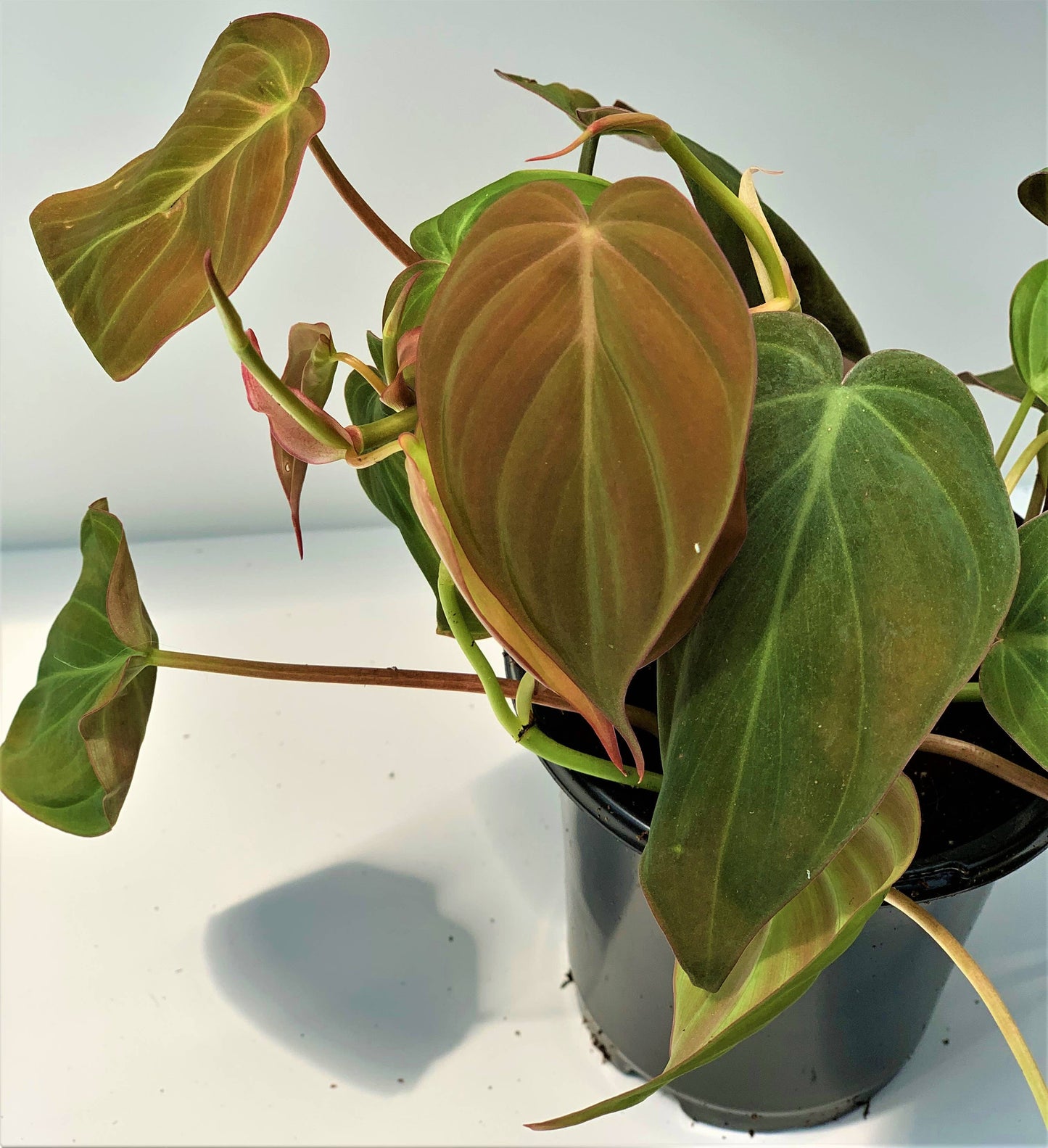 Greens N' Things LLC - Philodendron Mican: 4"