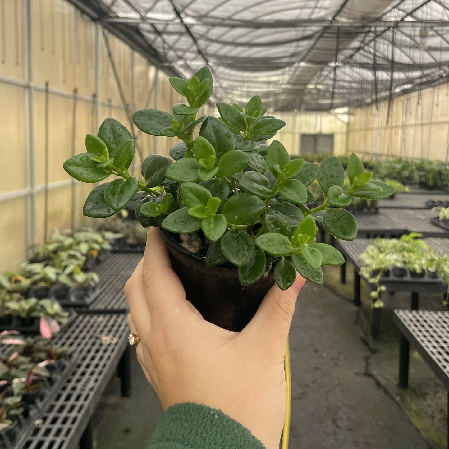 Goldfish Plant - Live Plant: 4" Pot