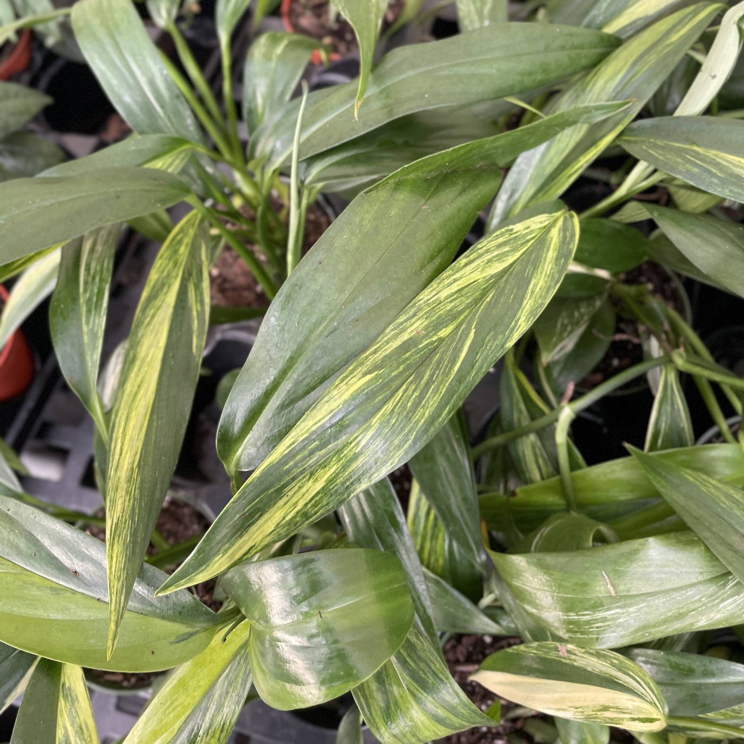 Epipremnum Amplissimum Variegated - 4" Live Plant