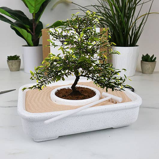 Gift Republic - The Art Of Bonsai