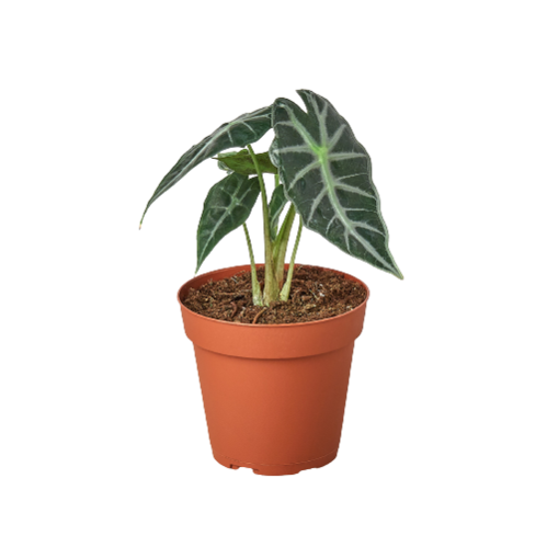 House Plant Wholesale - ALOCASIA BAMBINO 4-inch