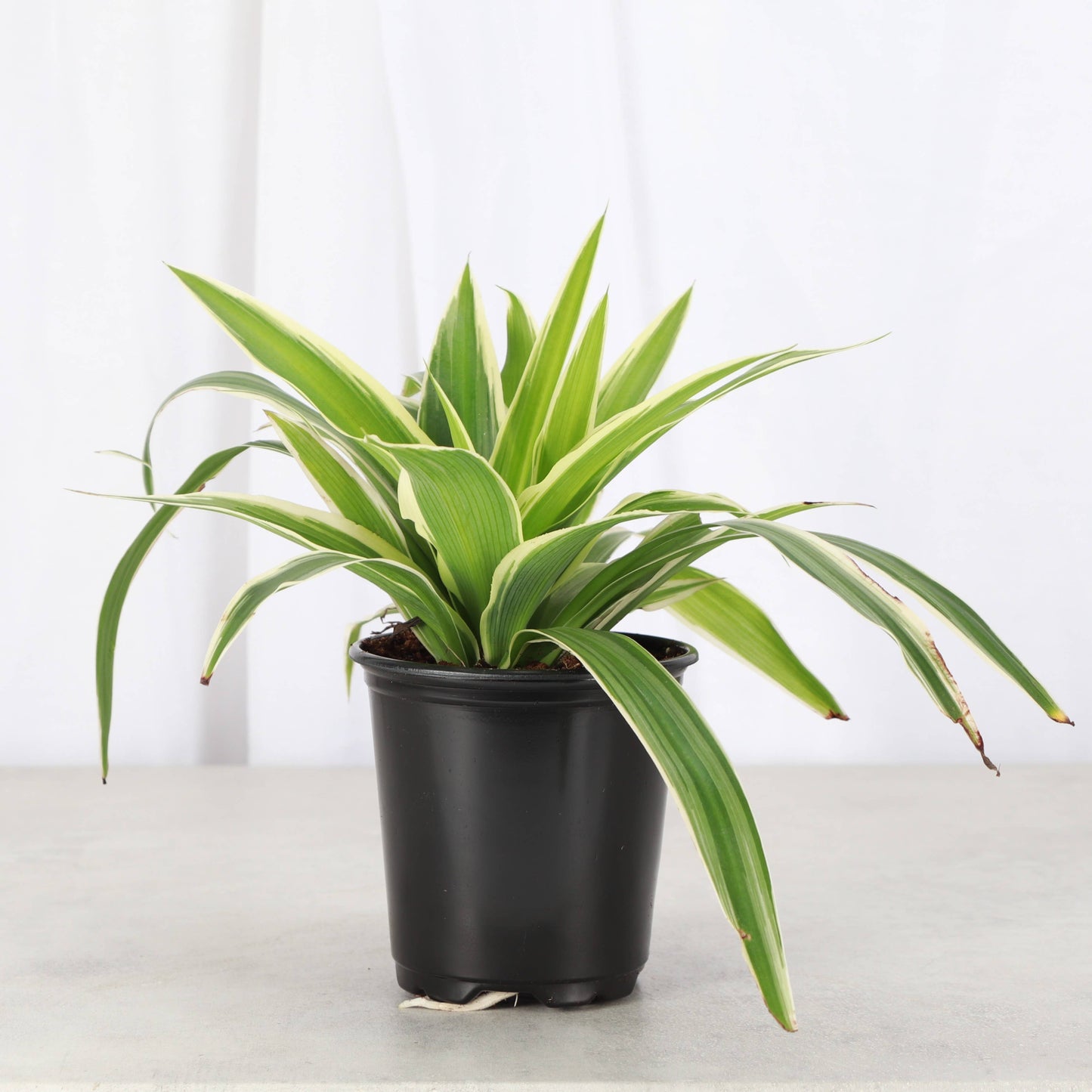 Irish Spider Plant - 3.5" Live Plant