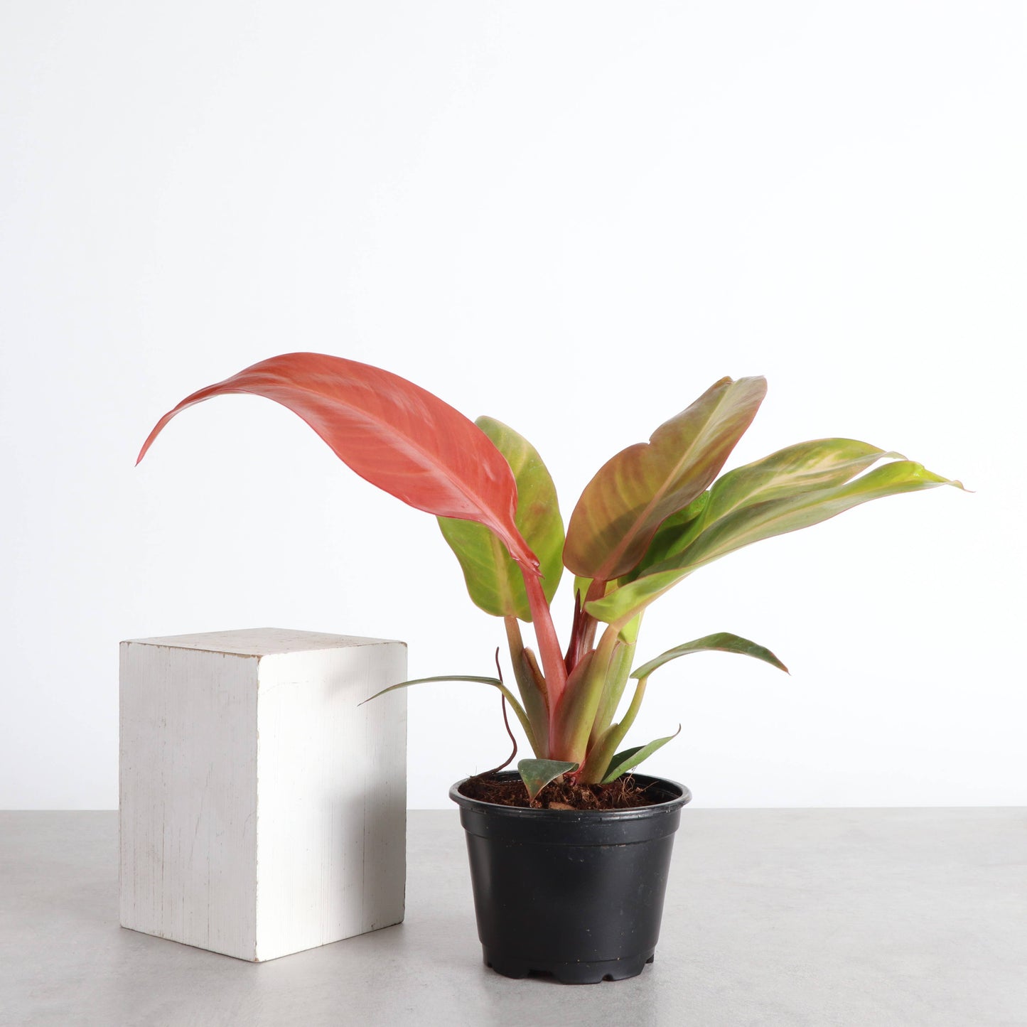 Philodendron Sun Red - Live Plant: 4" Pot