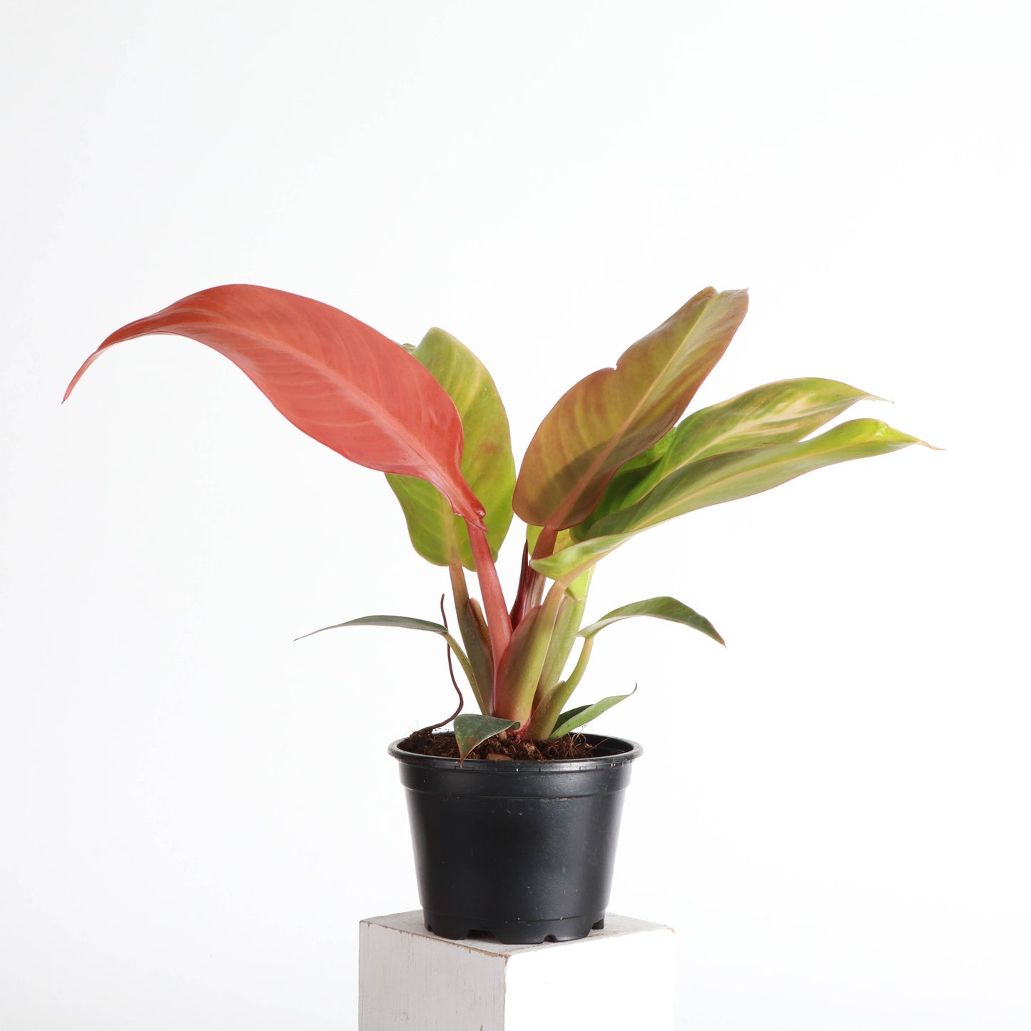 Philodendron Sun Red - Live Plant: 4" Pot