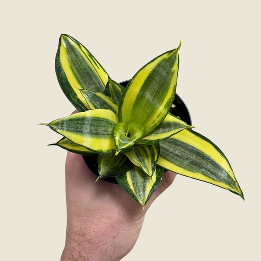 Sansevieria Golden Hahnii - 4" Live Plant