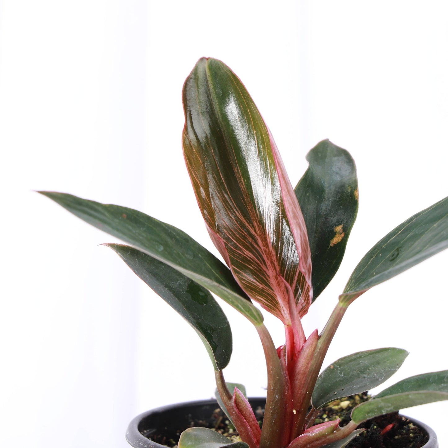 Pink Philodendron Birkin - 4" Live Plant - Rare