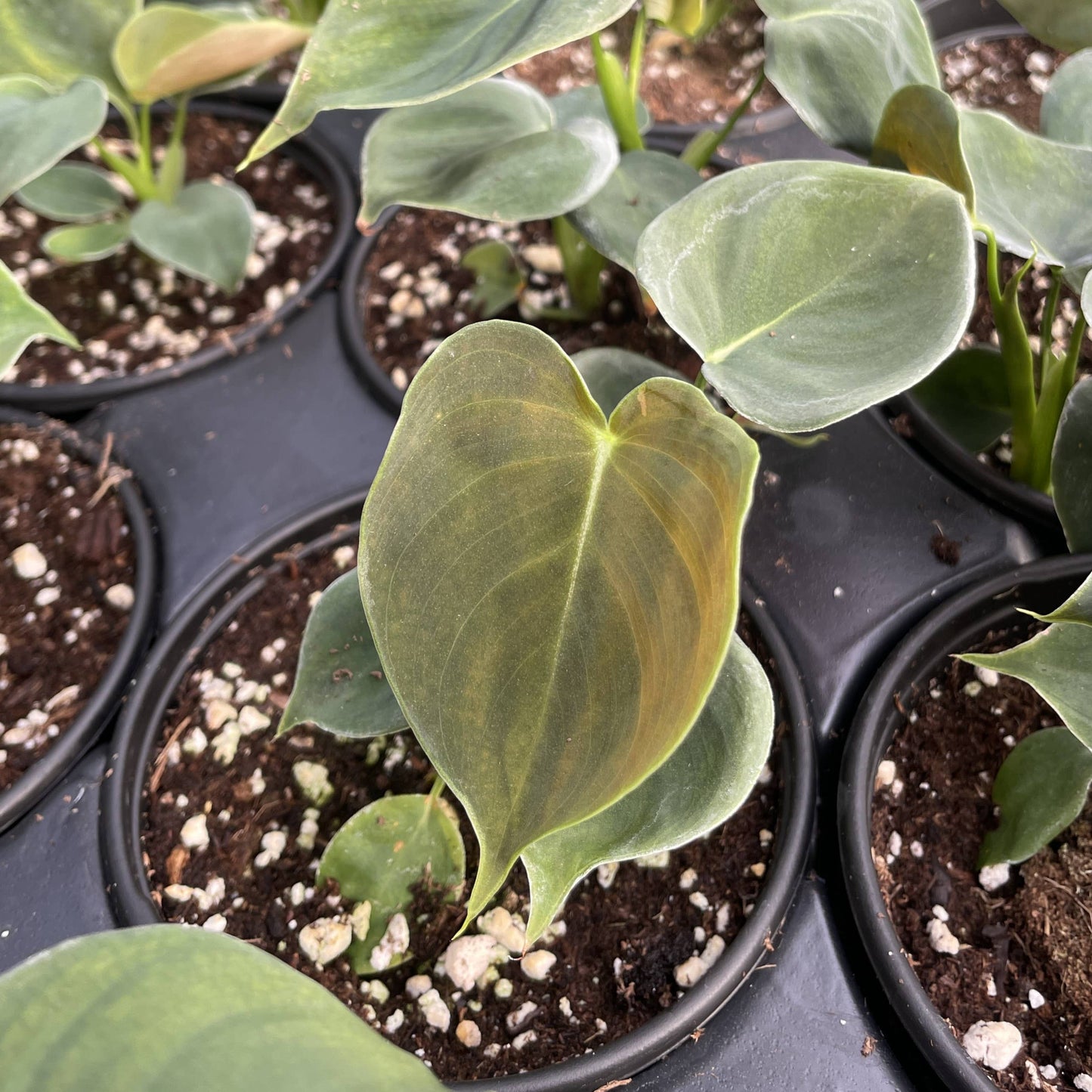 Philodendron Lupinum - 4" Live Plant - Rare