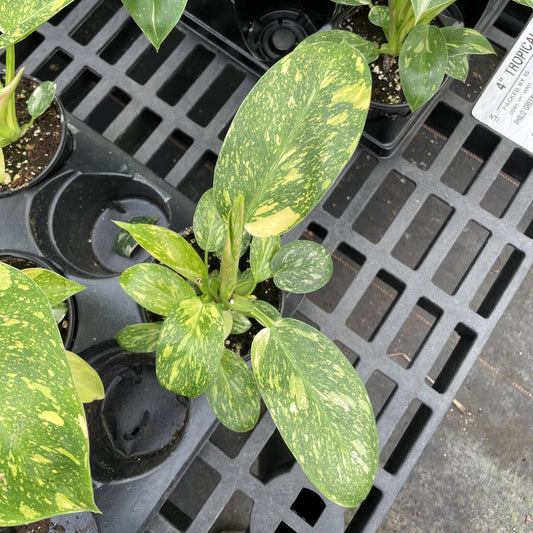 Philodendron Green Congo Nuclear Variegated - 4" Live Plant