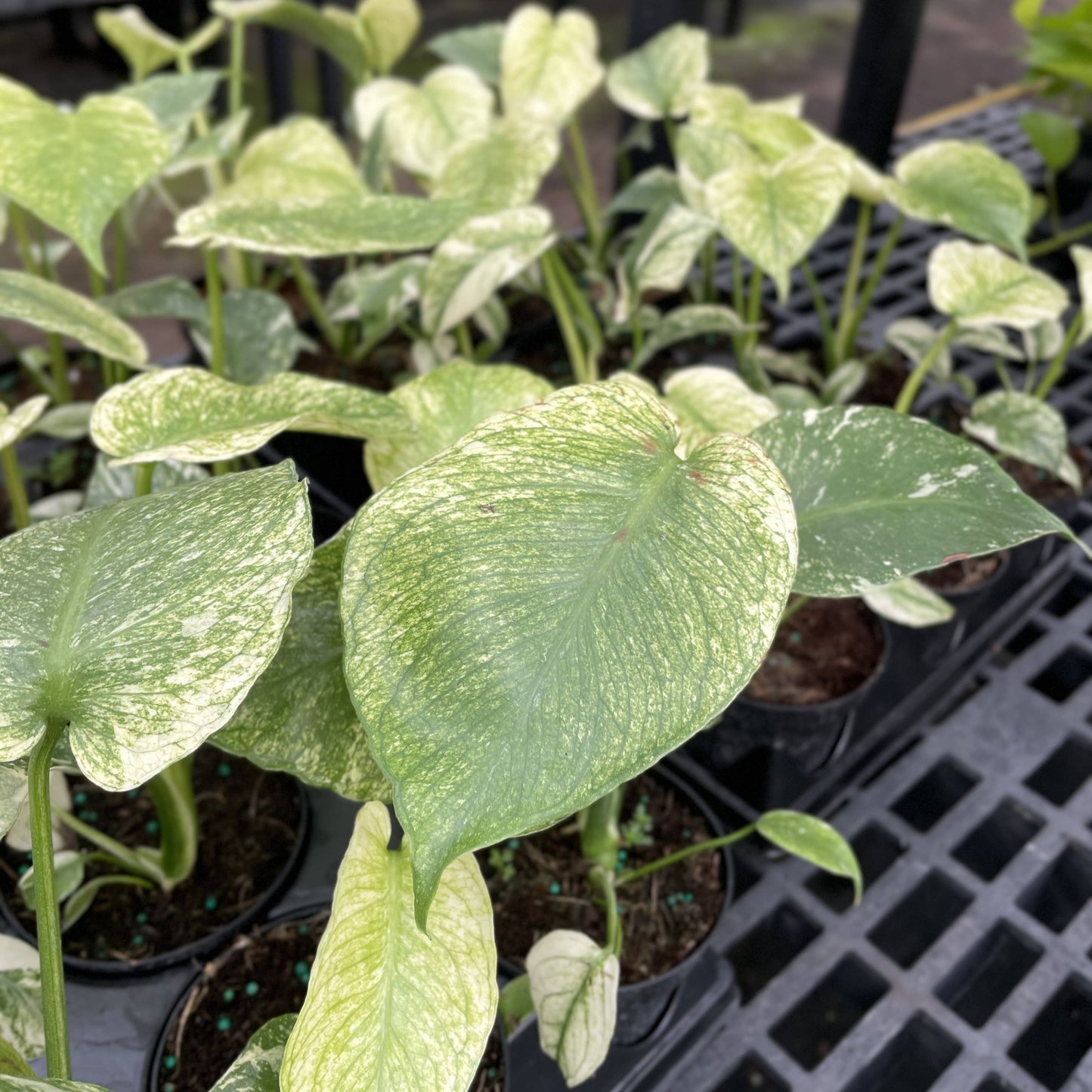 Mint Variegated Monstera - 4" Live Plant - RARE