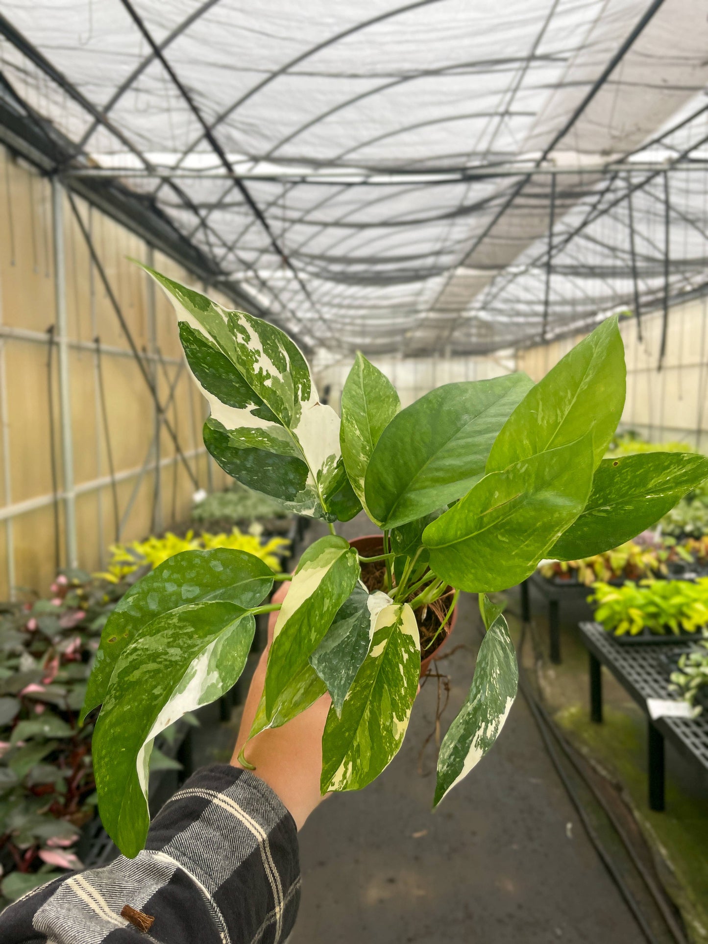 Epipremnum Albo Variegated - Live Plant: 6" Pot