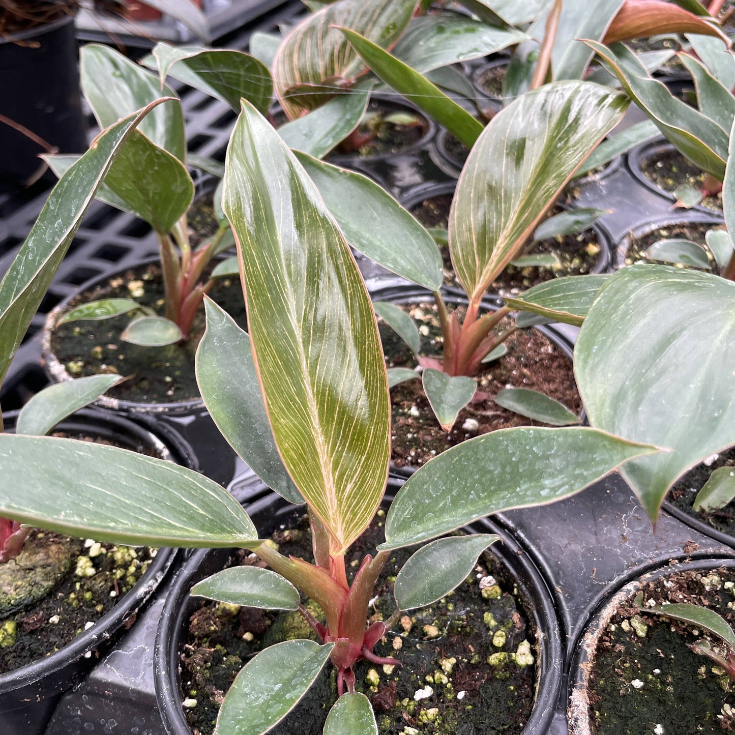 Pink Philodendron Birkin - 4" Live Plant - Rare