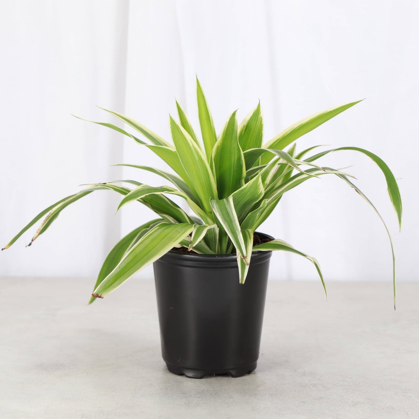 Irish Spider Plant - 3.5" Live Plant