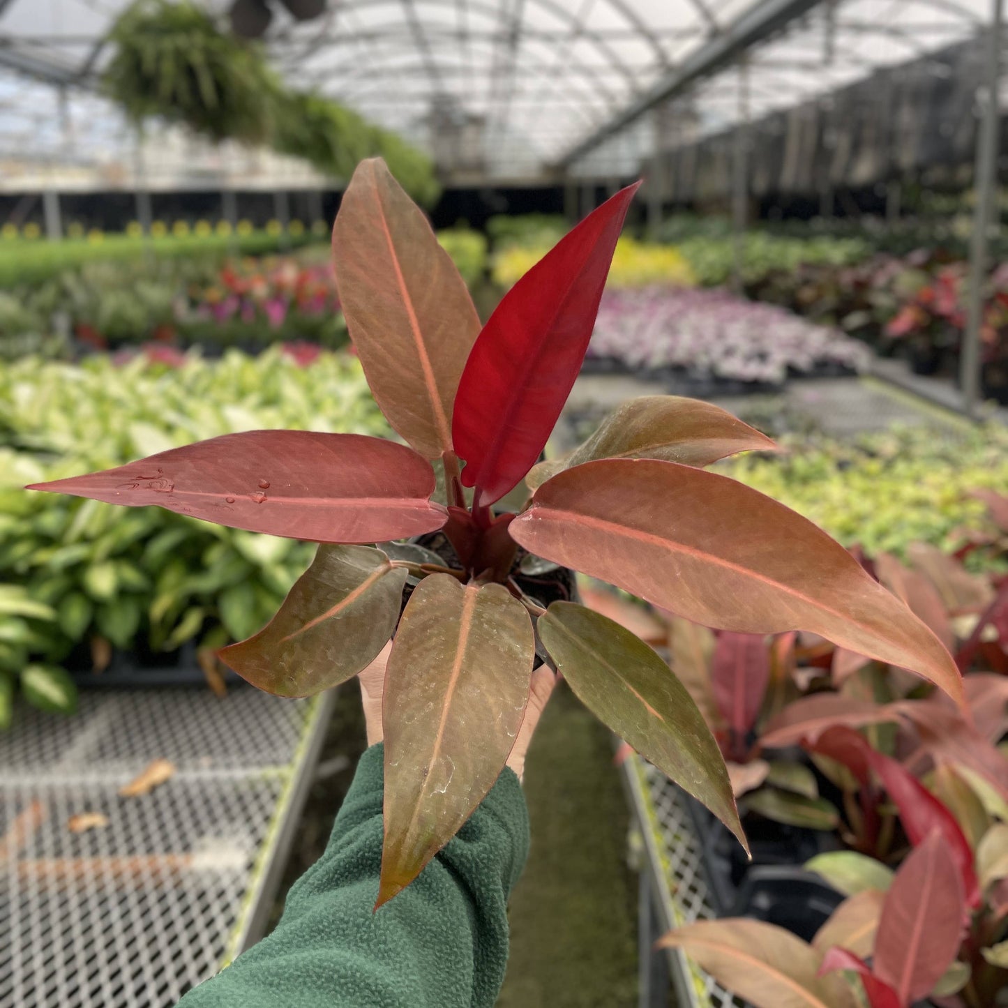 Philodendron Sun Red - Live Plant: 4" Pot