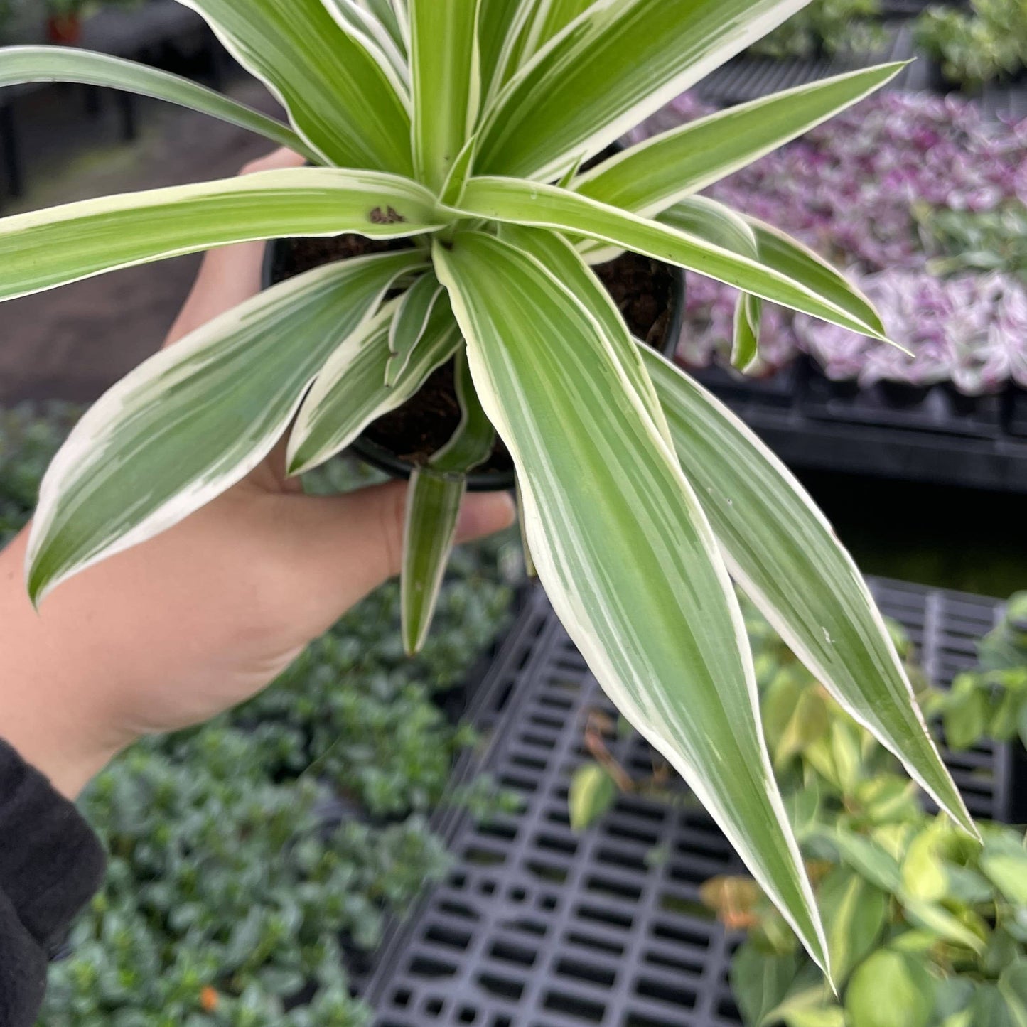 Irish Spider Plant - 3.5" Live Plant