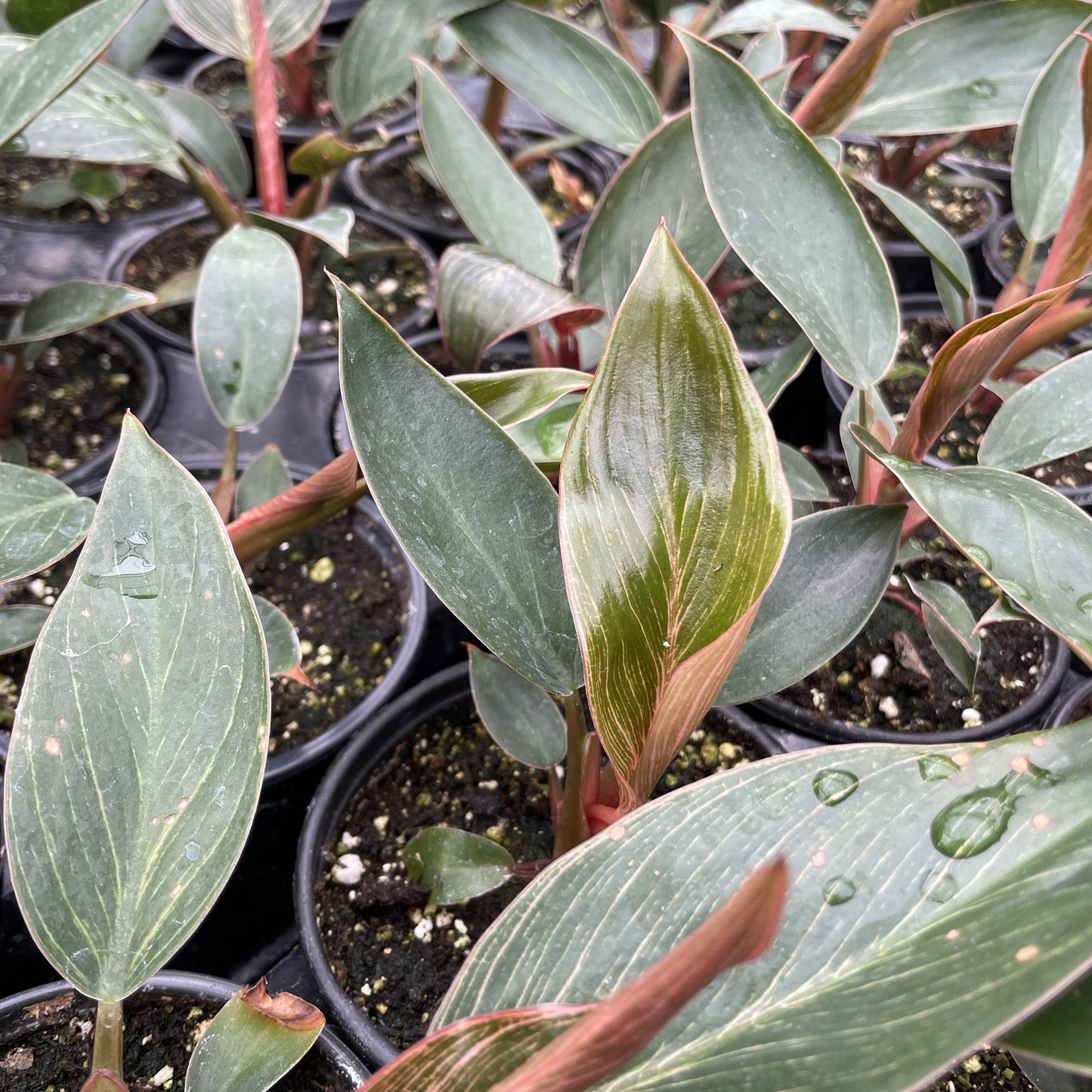 Pink Philodendron Birkin - 4" Live Plant - Rare