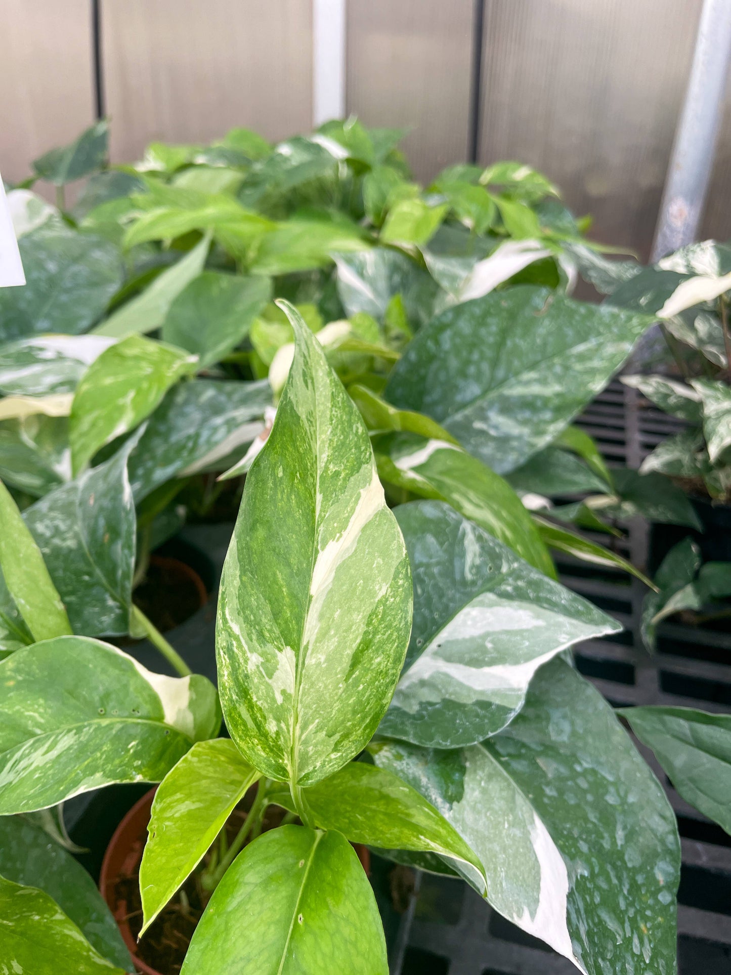 Epipremnum Albo Variegated - Live Plant: 6" Pot