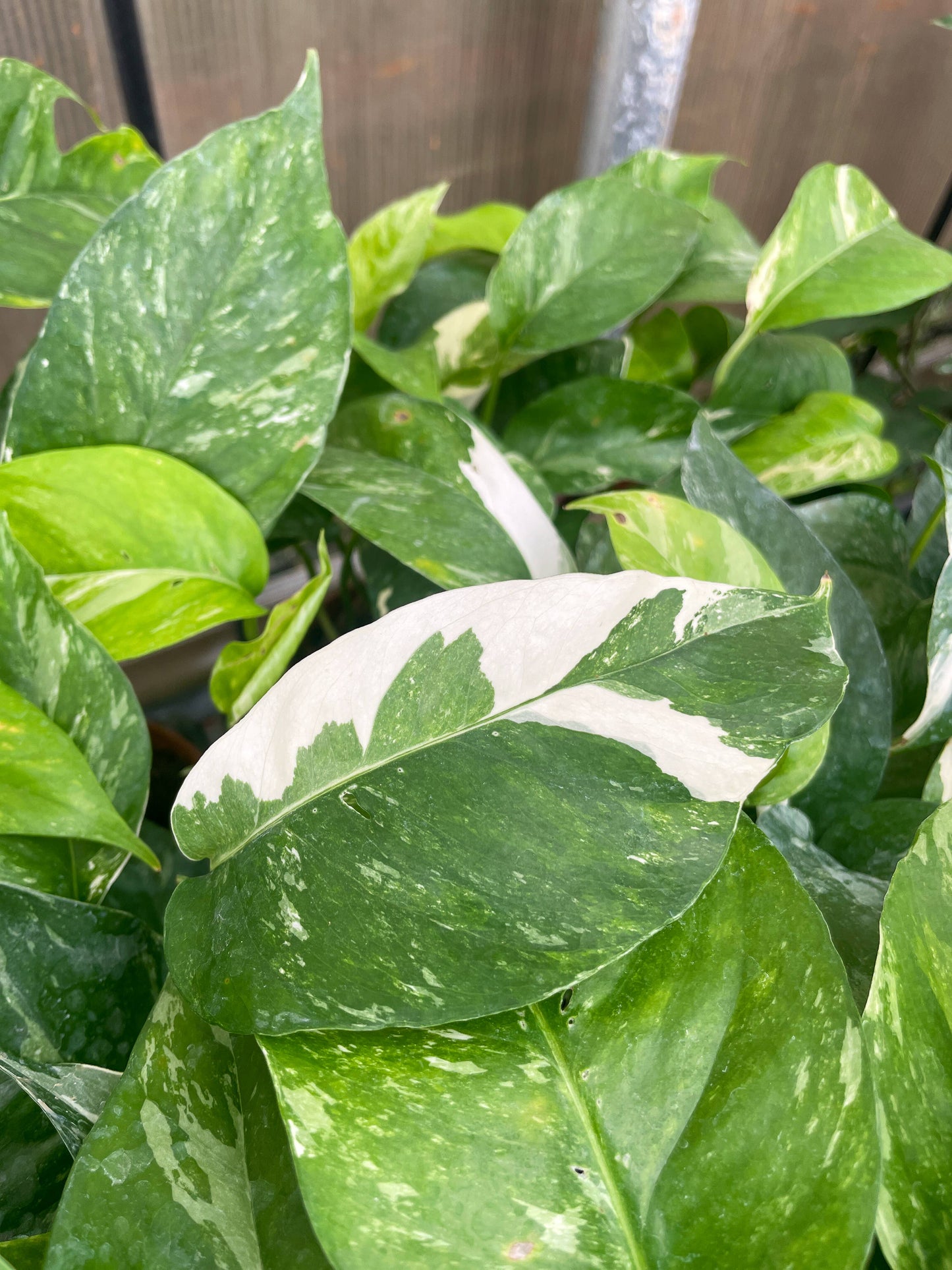 Epipremnum Albo Variegated - Live Plant: 6" Pot