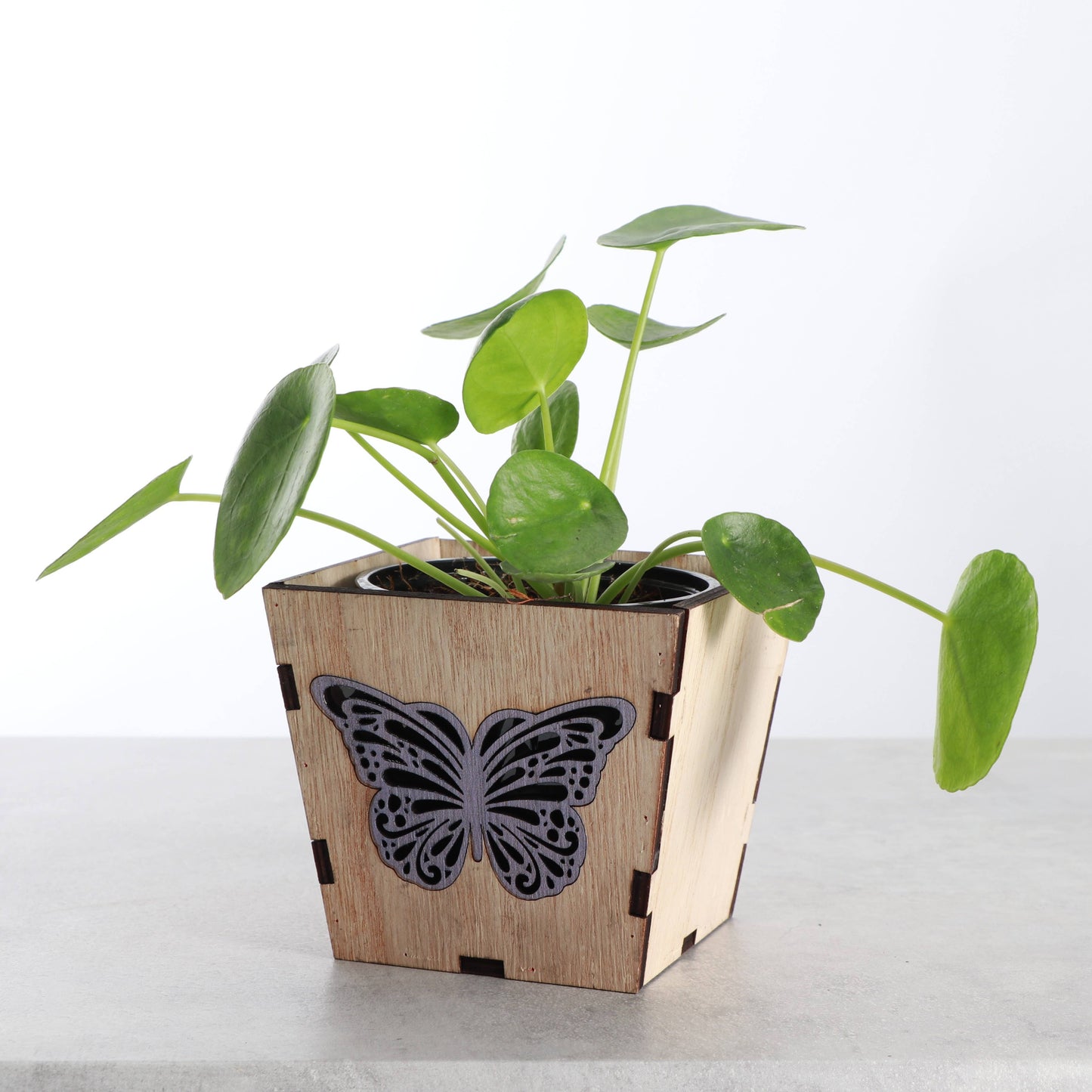 Thorsen's Greenhouse - Butterfly Design Wooden Pot for Houseplants - 4" Size