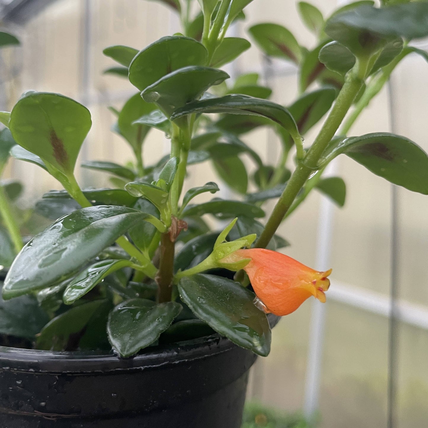 Goldfish Plant - Live Plant: 4" Pot