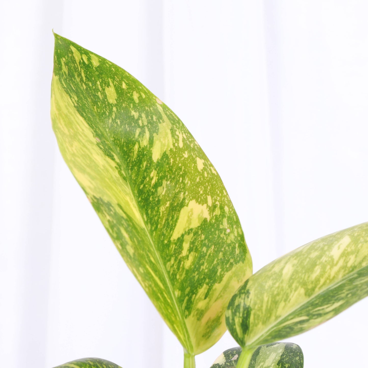 Philodendron Green Congo Nuclear Variegated - 4" Live Plant