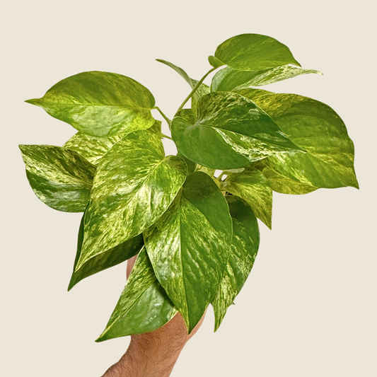 Pothos Marble Queen - 4" Live Plant