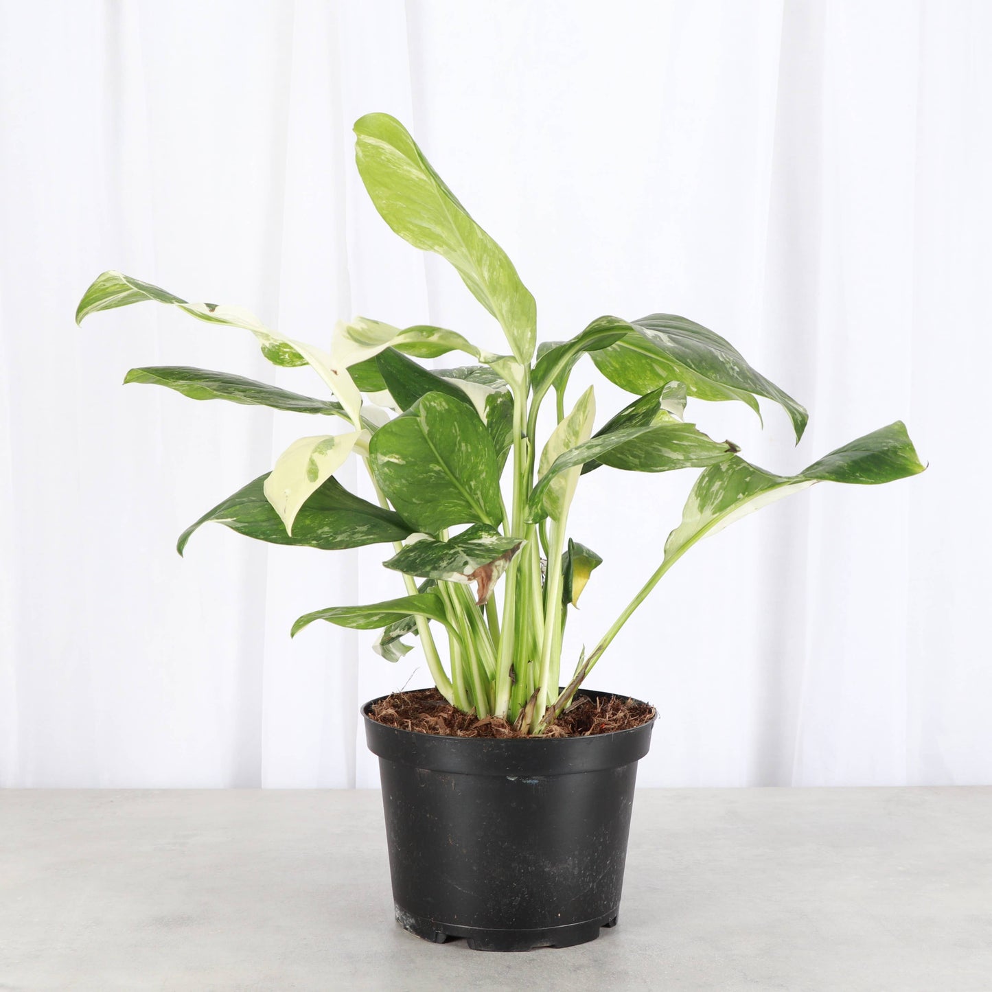 Monstera Lechleriana Variegated - 6" Live Plant - Rare