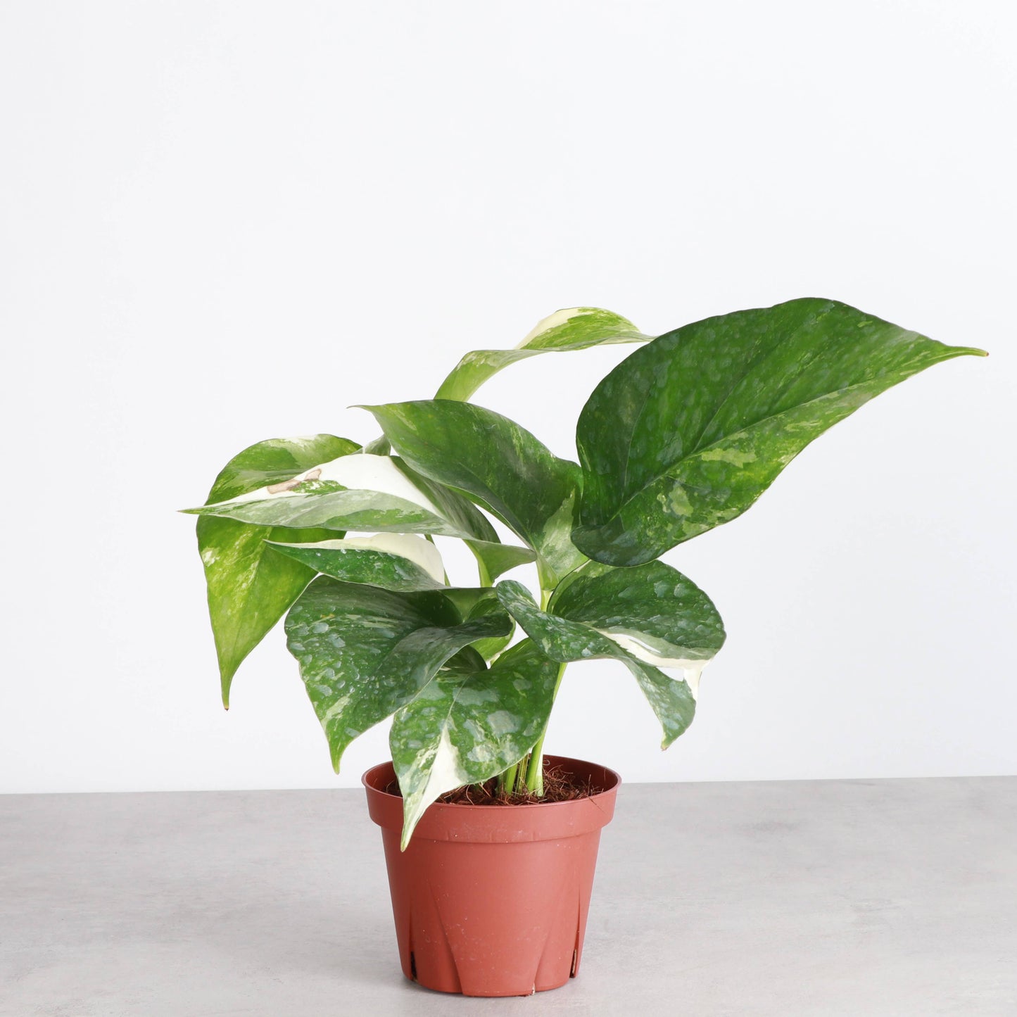 Epipremnum Albo Variegated - Live Plant: 6" Pot