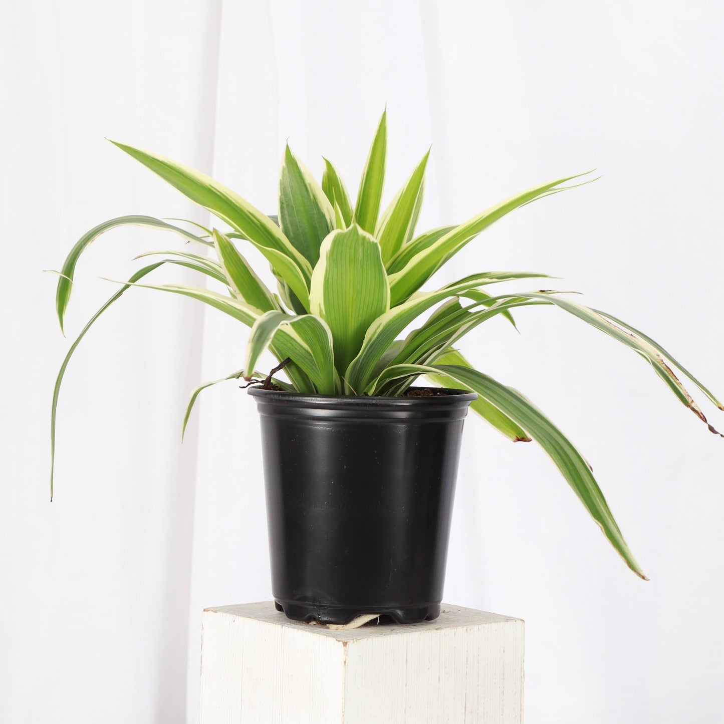 Irish Spider Plant - 3.5" Live Plant