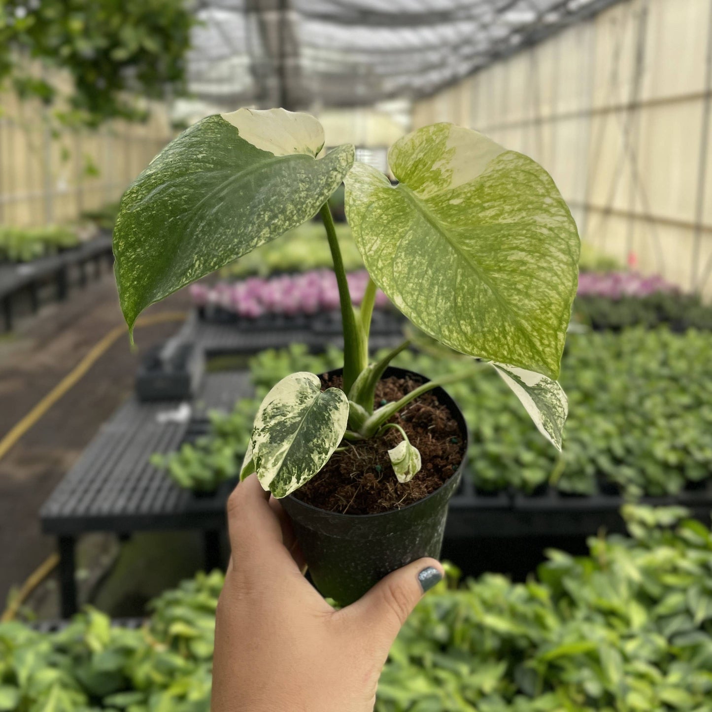 Mint Variegated Monstera - 4" Live Plant - RARE