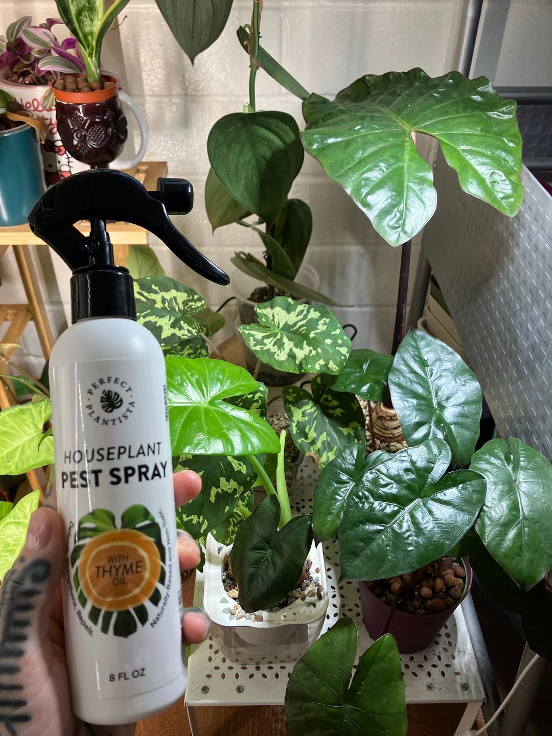 Perfect Plantista - Natural + Non-Toxic Houseplant Pest Spray: 16oz