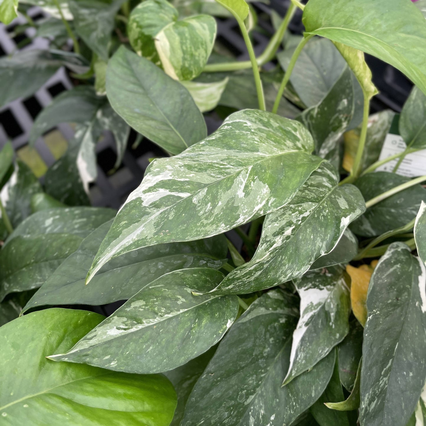 Epipremnum Albo Variegated - Live Plant: 6" Pot
