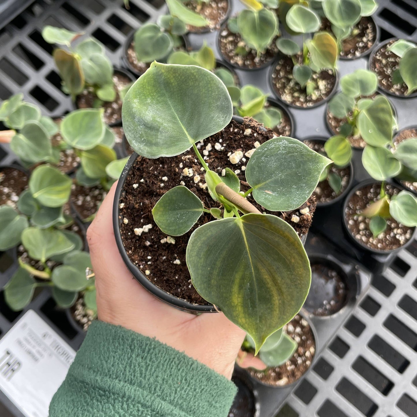 Philodendron Lupinum - 4" Live Plant - Rare