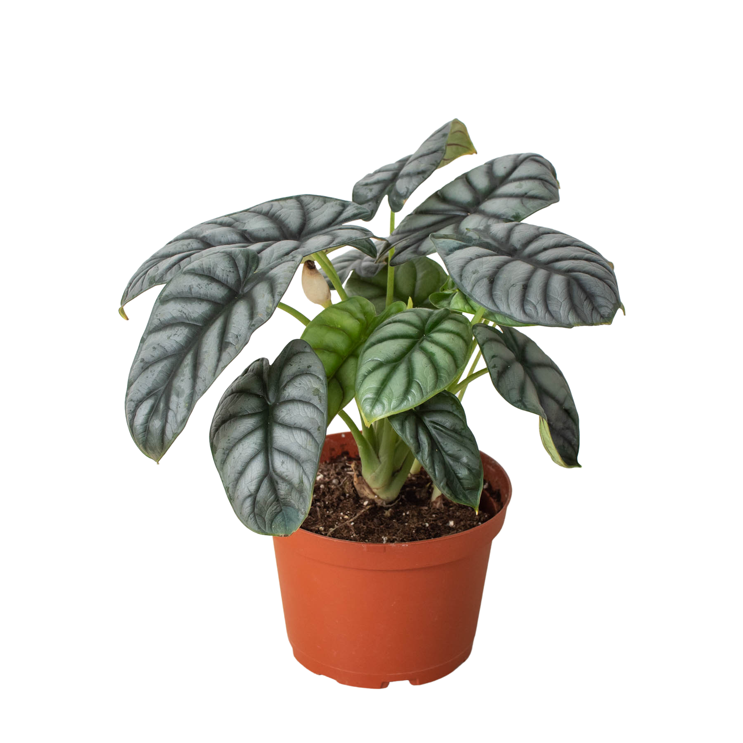 House Plant Wholesale - Alocasia 'Silver Dragon' - 4" Pot