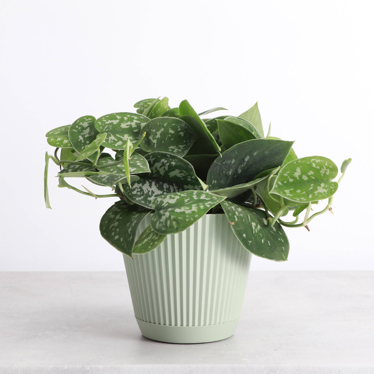 Thorsen's Greenhouse - Decorative Ruffled Pot for Plants