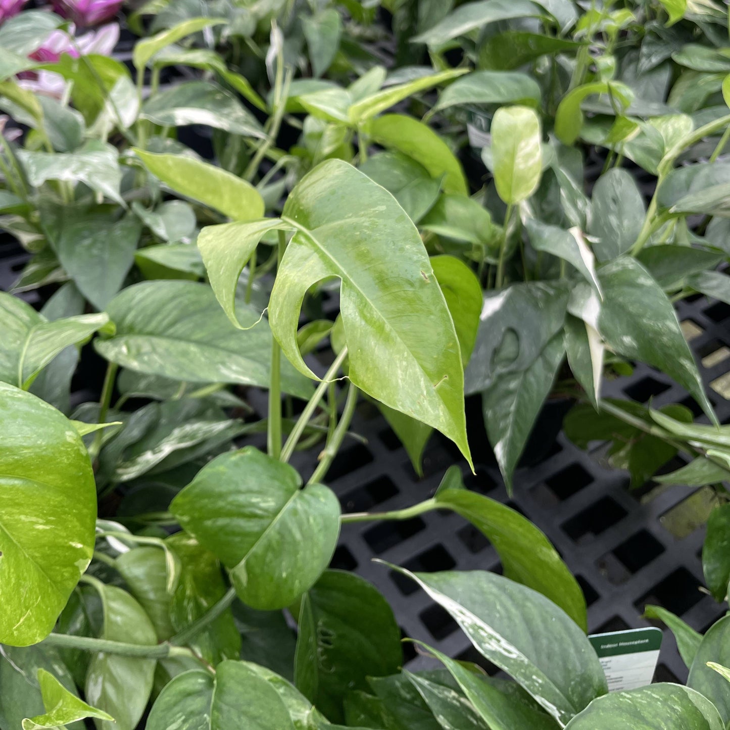 Epipremnum Albo Variegated - Live Plant: 6" Pot