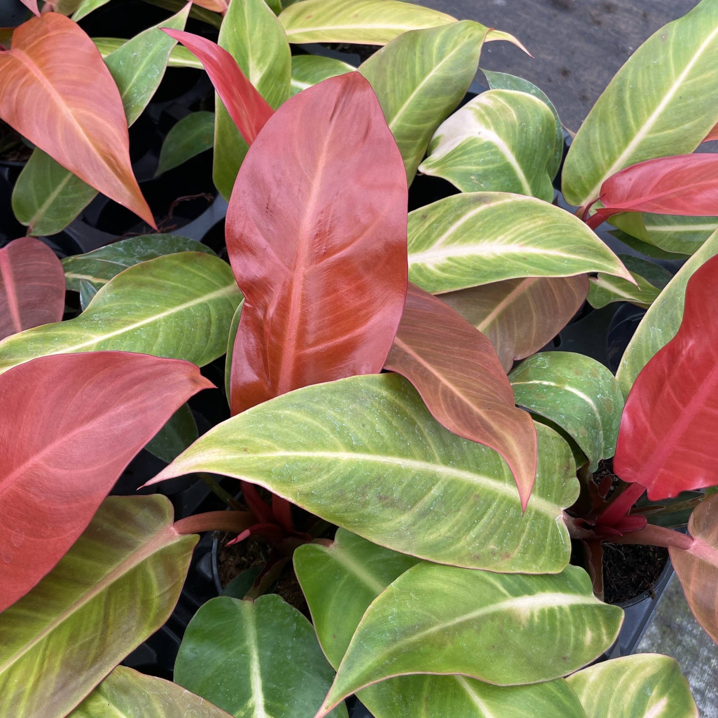 Philodendron Sun Red - Live Plant: 4" Pot