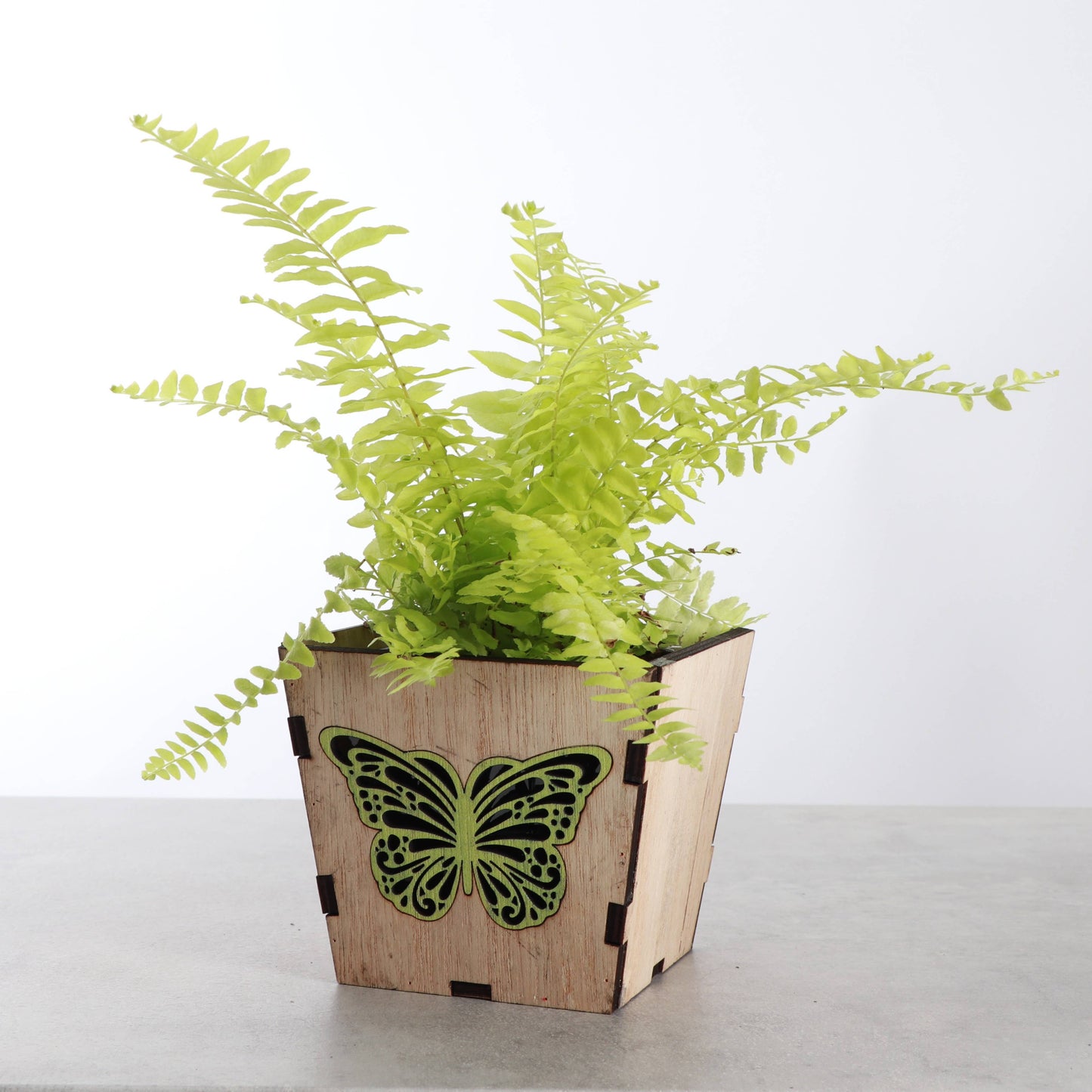 Thorsen's Greenhouse - Butterfly Design Wooden Pot for Houseplants - 4" Size