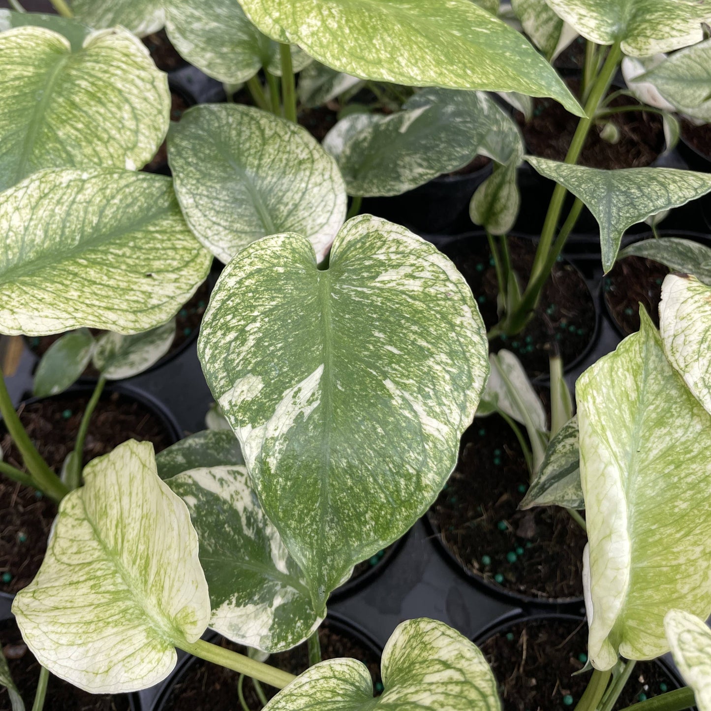 Mint Variegated Monstera - 4" Live Plant - RARE